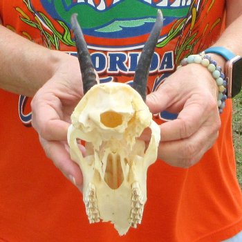 Craft Grade 4" Horns on Female Springbok Skull