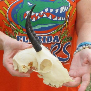 Craft Grade 4" Horns on Female Springbok Skull