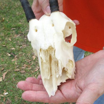 Craft Grade 4" Horns on Female Springbok Skull