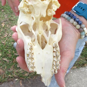 Craft Grade 4" Horns on Female Springbok Skull