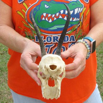 Craft Grade 7" Horns on Female Springbok Skull