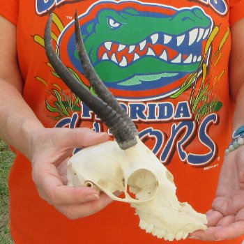 Craft Grade 7" Horns on Female Springbok Skull