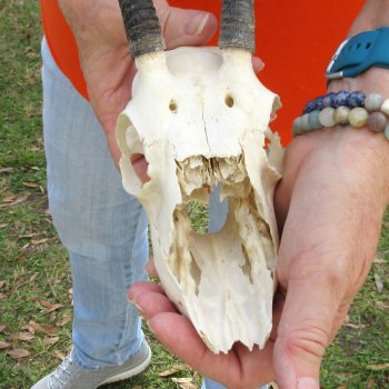 Craft Grade 7" Horns on Female Springbok Skull