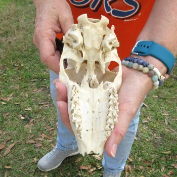 Craft Grade 7" Horns on Female Springbok Skull