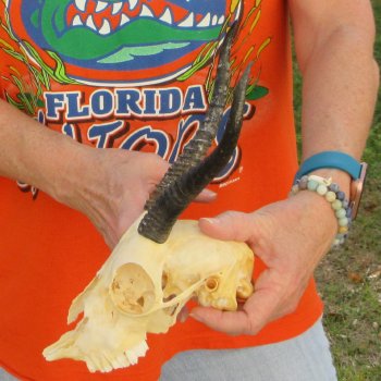 Craft Grade 7" Horns on Female Springbok Skull