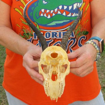 Craft Grade 7" Horns on Female Springbok Skull