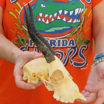 Craft Grade 7" Horns on Female Springbok Skull