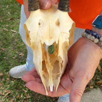 Craft Grade 7" Horns on Female Springbok Skull