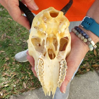 Craft Grade 7" Horns on Female Springbok Skull