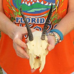 Craft Grade 5" Horns on Female Springbok Skull