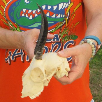 Craft Grade 5" Horns on Female Springbok Skull