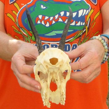 Craft Grade 5" Horns on Female Springbok Skull