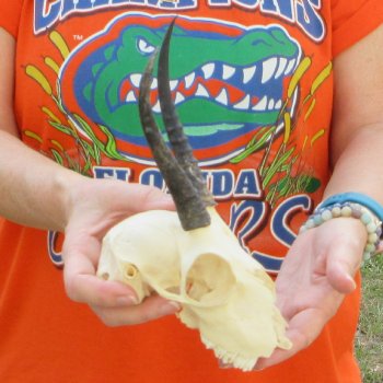 Craft Grade 5" Horns on Female Springbok Skull