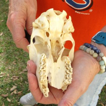 Craft Grade 5" Horns on Female Springbok Skull