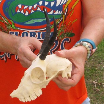 Craft Grade 5" Horns on Female Springbok Skull