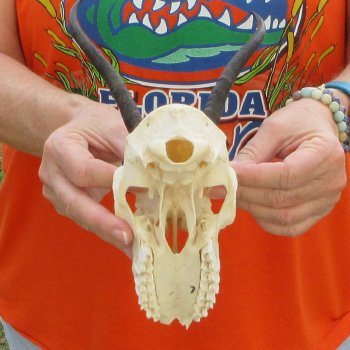 Craft Grade 5" Horns on Female Springbok Skull