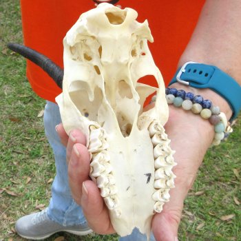 Craft Grade 5" Horns on Female Springbok Skull