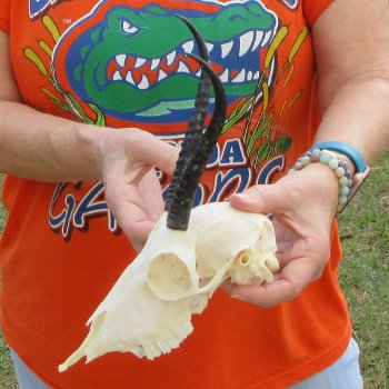 B-Grade 6" Horns on Female Springbok Skull