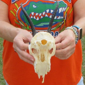B-Grade 6" Horns on Female Springbok Skull