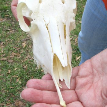 B-Grade 6" Horns on Female Springbok Skull