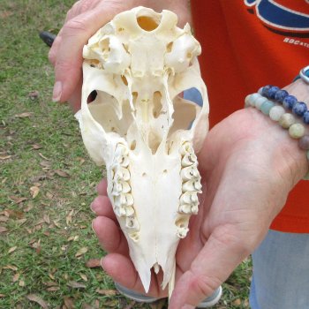 B-Grade 6" Horns on Female Springbok Skull