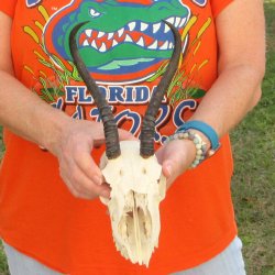 Craft Grade 8" Horns on Female Springbok Skull