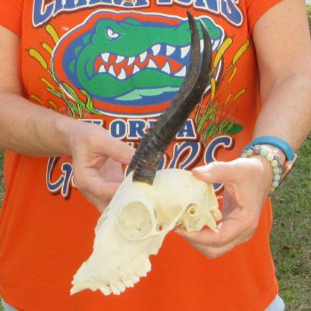 Craft Grade 8" Horns on Female Springbok Skull