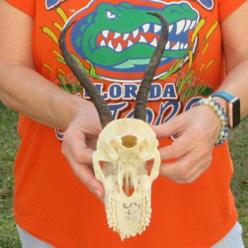 Craft Grade 8" Horns on Female Springbok Skull