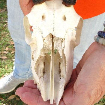 Craft Grade 8" Horns on Female Springbok Skull