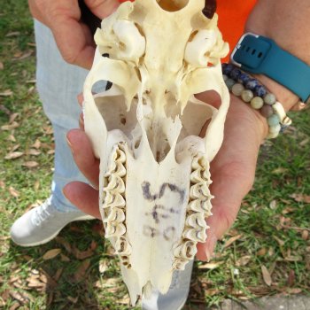 Craft Grade 8" Horns on Female Springbok Skull