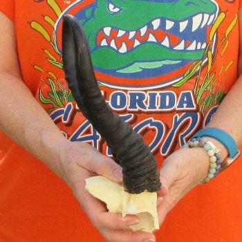  B-Grade Male Springbok Skull Plate with 11" Horns