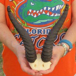  B-Grade Male Springbok Skull Plate with 8-3/4" Horns