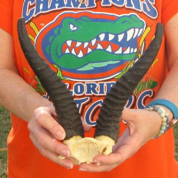  B-Grade Male Springbok Skull Plate with 8-3/4" Horns