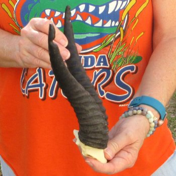  B-Grade Male Springbok Skull Plate with 8-3/4" Horns