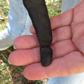  B-Grade Male Springbok Skull Plate with 8-3/4" Horns