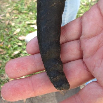  B-Grade Male Springbok Skull Plate with 8-3/4" Horns