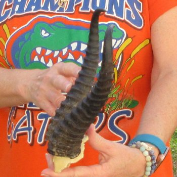  B-Grade Male Springbok Skull Plate with 10-1/4" Horns