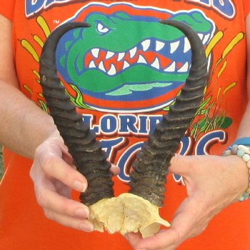  B-Grade Male Springbok Skull Plate with 10-1/4" Horns