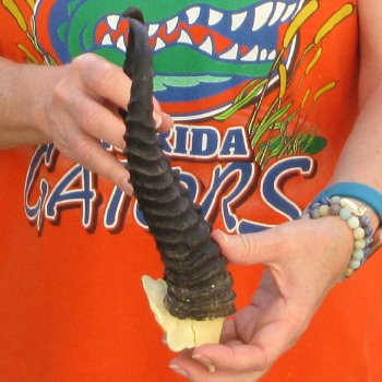  B-Grade Male Springbok Skull Plate with 10-1/4" Horns