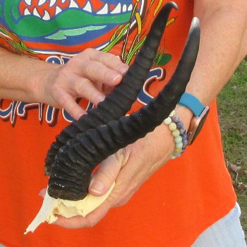  B-Grade Male Springbok Skull Plate with 11-3/4" Horns