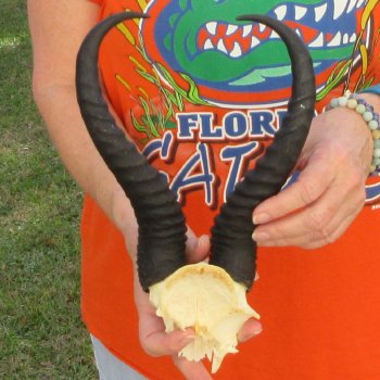  B-Grade Male Springbok Skull Plate with 11-3/4" Horns