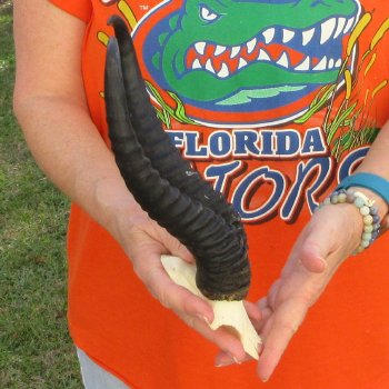  B-Grade Male Springbok Skull Plate with 11-3/4" Horns