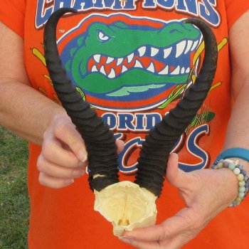  B-Grade Male Springbok Skull Plate with 10-3/4" Horns
