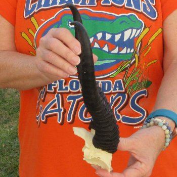  B-Grade Male Springbok Skull Plate with 10-3/4" Horns