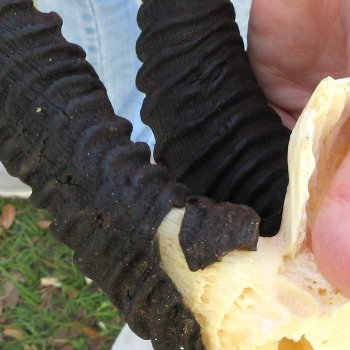  B-Grade Male Springbok Skull Plate with 10-3/4" Horns