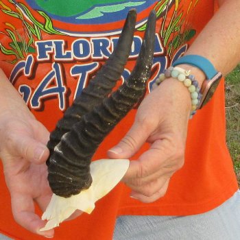  B-Grade Male Springbok Skull Plate with 8-1/4" & 9-1/4" Horns