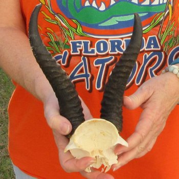 B-Grade Male Springbok Skull Plate with 8-1/4" & 9-1/4" Horns