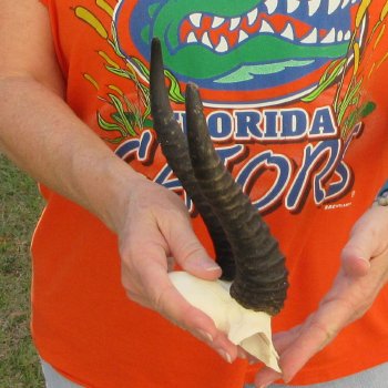  B-Grade Male Springbok Skull Plate with 8-1/4" & 9-1/4" Horns