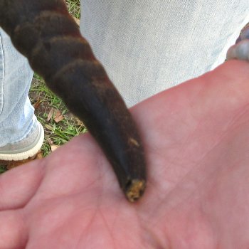  B-Grade Male Springbok Skull Plate with 8-1/4" & 9-1/4" Horns