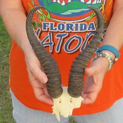 B-Grade Male Spring...